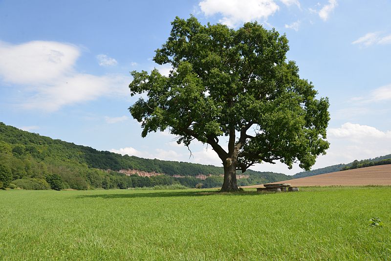 bibi-und-tina-1-eiche-a02-drehort