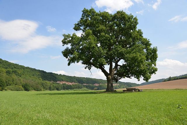 bibi-und-tina-1-eiche-a02-drehort