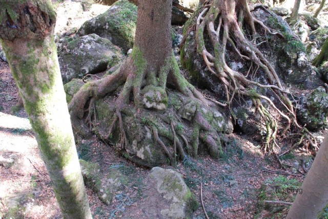 wfsilt_drehort_ruhpolding_märchenwald_08_C