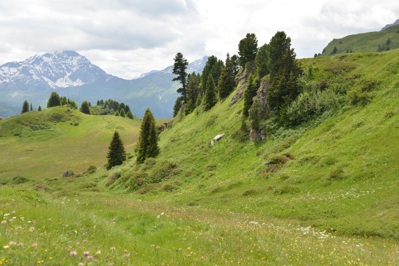 heidi-lai-da-vons-a 29