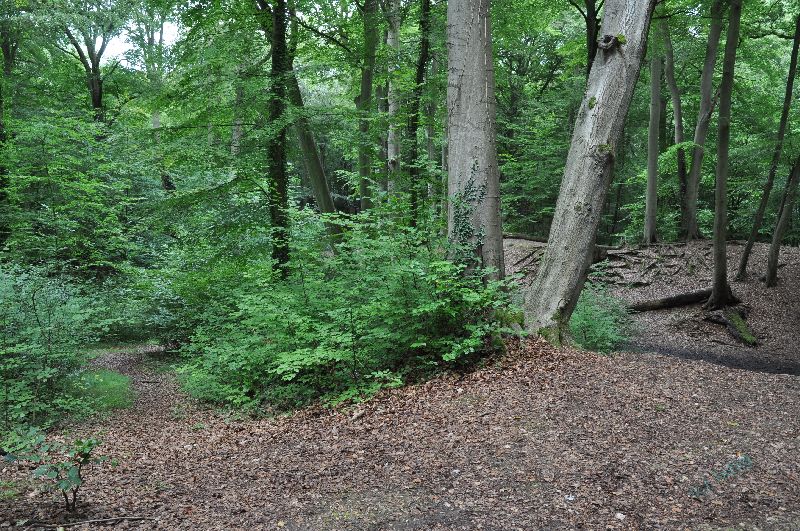 hp-burnham_beeches_a21