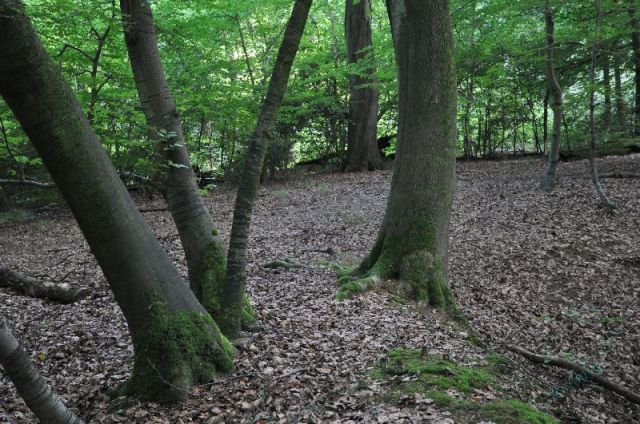 hp-burnham_beeches_b10